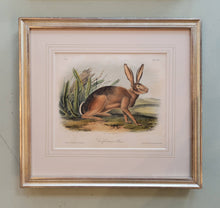 Load image into Gallery viewer, Set of 2 Audubon Octavos