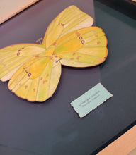 Load image into Gallery viewer, Framed butterfly art
