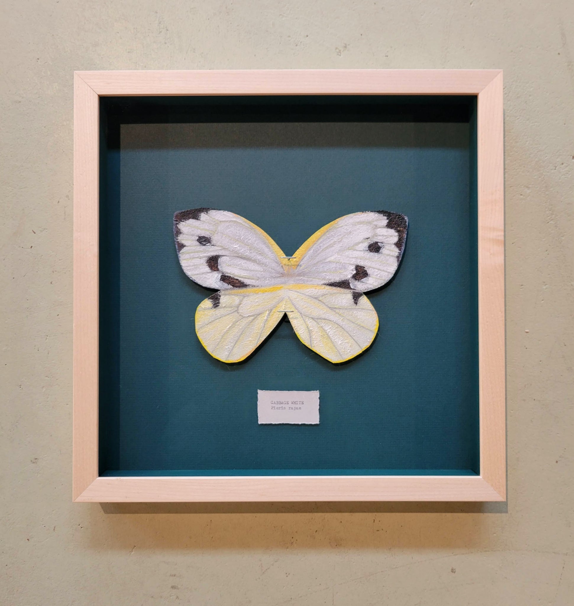 Framed butterfly art – A. L. Lowe Custom Framing