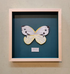 Framed butterfly art