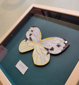 Framed butterfly art